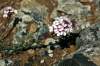 https://www.greekflora.gr/el/flowers/0018/Aethionema-saxatile-subsp-graecum-Boiss-Spruner-Hayek-1925
