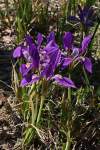 https://botany.cz/cs/iris-unguicularis/<br>http://www.jagel.nrw/peloponnes/FamIridaceae.htm#iris_unguicularis