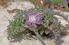 http://www.jagel.nrw/peloponnes/FamAsteraceae.htm#centaurea_pumilio<br>https://www.greekflora.gr/en/flowers/0893/Centaurea-pumilio<br>ohrozený druh ( VU )