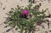 https://botany.cz/cs/centaurea-raphanina/<br>http://www.jagel.nrw/peloponnes/FamAsteraceae.htm#centaurea_raphanina_mixta