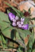 http://www.jagel.nrw/peloponnes/FamDipsacaceae.html#lomelosia_brachiata<br>https://www.greekflora.gr/en/flowers/1771/Lomelosia-brachiata