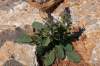 https://botany.cz/cs/salvia-viridis/<br>http://www.jagel.nrw/peloponnes/FamLamiaceae.htm#salvia_viridis<br>https://www.greekflora.gr/en/flowers/1769/Salvia-viridis