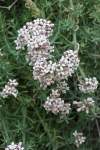 http://www.jagel.nrw/peloponnes/FamRubiaceae.html#asperula<br>https://www.greekflora.gr/en/flowers/0081/Asperula-taygetea