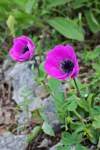 https://botany.cz/cs/anemone-pavonina/<br>http://www.jagel.nrw/peloponnes/FamRanunculaceae.htm#anemone_pavonina<br>https://www.greekflora.gr/en/flowers/0051/Anemone-pavonina<br>