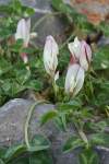 http://www.jagel.nrw/peloponnes/FamFabaceae.htm#trifolium_uniflorum<br>https://www.greekflora.gr/el/flowers/2178/Trifolium-uniflorum