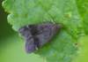 https://www.lacotabi-photo.sk/gallery/lepidoptera-motyle/anacampsis-obscurella-5efa264173ccd20017bfc1ab
