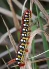 https://www.lacotabi-photo.sk/gallery/lepidoptera-motyle/hyles-euphorbiae-5f0ae145809730001700d9cb