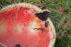 Niekto nechal na Dobšinskom kopci nedojedené polovice melónu otočené vybratou dužinou nahor plné vody, v nej sa utopilo veľa hmyzu ktorý tam prilákala kvasiaca sa tekutina.