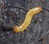 larva, cca 25 mm