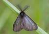 https://www.lacotabi-photo.sk/gallery/lepidoptera-motyle/penthophera-morio-60ab57bbc9cfd70017fa57a7