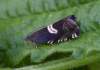 https://www.lacotabi-photo.sk/gallery/lepidoptera-motyle/grapholita-fissana-60c380c460c7860017f5ef1a