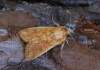 https://www.lacotabi-photo.sk/gallery/lepidoptera-motyle/mythimna-vitellina-61daf7cf137ad00017ea7666