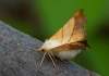 https://www.lacotabi-photo.sk/gallery/lepidoptera-motyle/ennomos-fuscantaria-62b0b6c7e3238700170a6c71