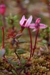 od oxycoccus palustris sa odlišuje holými kvetnými stopkami, listami najširšími na báze (v 1/4), kvety vyrastajú prevažne jednotlivo