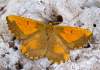 https://www.lacotabi-photo.sk/gallery/lepidoptera-motyle/angerona-prunaria-62b864669204ab0017f85802