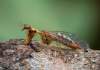 https://www.lacotabi-photo.sk/gallery/insecta-rozny-hmyz/mantispa-styriaca-62bdcd2701a50a0017d8cbd2