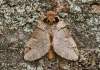 https://www.lacotabi-photo.sk/gallery/lepidoptera-motyle/drymonia-obliterata-62ca9a0d08bacc00176545b7