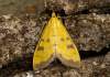https://www.lacotabi-photo.sk/gallery/lepidoptera-motyle/mecyna-trinalis-62e2435a45ec830017a6d528