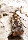 https://www.lacotabi-photo.sk/gallery/lepidoptera-motyle/epilecta-linogrisea-62e3bc4ff39c2e0017d1e5cb