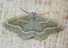 https://www.lacotabi-photo.sk/gallery/lepidoptera-motyle/hylaea-fasciaria-62e65f69fb88ff001708f934