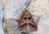 https://www.lacotabi-photo.sk/gallery/lepidoptera-motyle/stemmatophora-brunnealis-62ea9e920abf390017b51c55