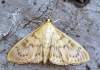https://www.lacotabi-photo.sk/gallery/lepidoptera-motyle/perinephela-lancealis-62f13ac05762900017d59ecc