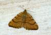 https://www.lacotabi-photo.sk/gallery/lepidoptera-motyle/macaria-brunneata-62f28fe8657fac00172ee8ed