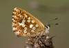 https://www.lacotabi-photo.sk/gallery/lepidoptera-motyle/polyommatus-coridon-631c4f3c36970f00179c2530