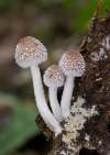 https://www.lacotabi-photo.sk/gallery/fungi-huby/psathyrella-impexa-6326e42f5ade0e00172d10a8