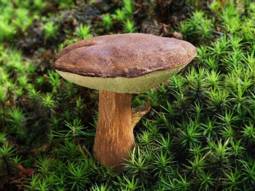 suchohríb hnedý / hřib hnědý