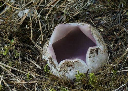 tulipánovka fialová / baňka velkokališná