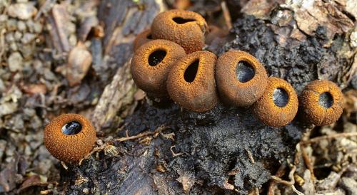 pakorienkovka čierna / ohnivec černý