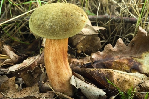 suchohríb červenohnedý / hřib osmahlý