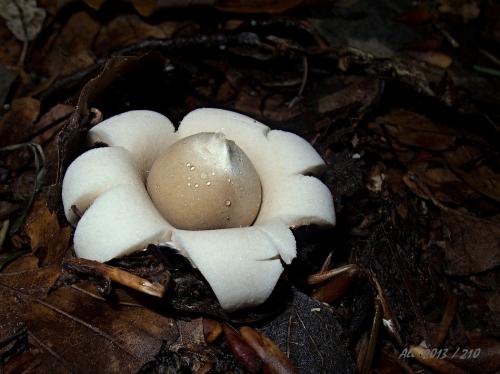 hviezdovka strapkatá / hvězdovka brvitá