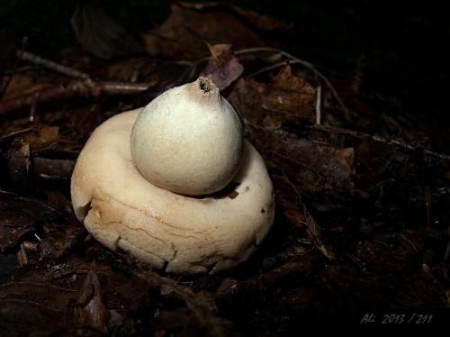 hviezdovka strapkatá / hvězdovka brvitá