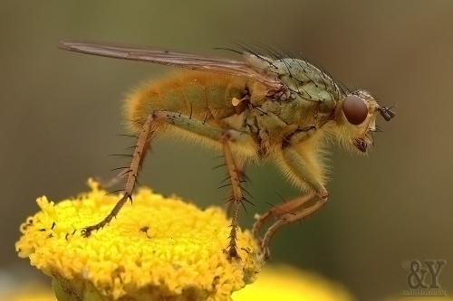 Scathophaga stercoraria