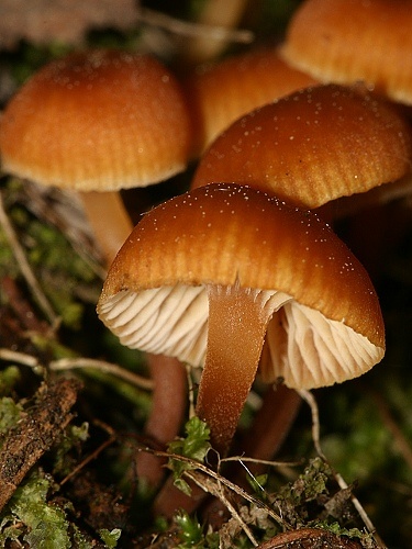 kalichovka (bližšie neurčená)