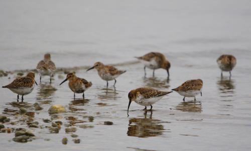 pobrežník obyčajný