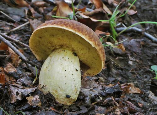 hríb jamkatý / hřib jamkatý
