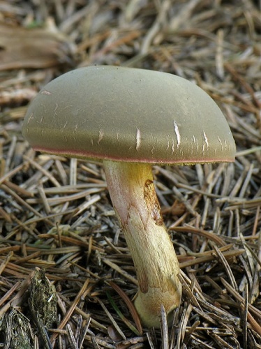 suchohríb žltomäsový / hřib žlutomasý