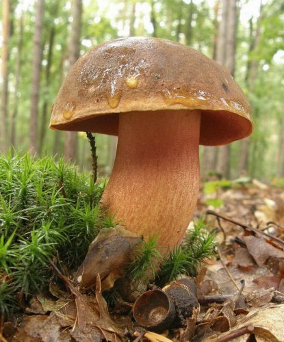 hríb zrnitohlúbikový / hřib kovář