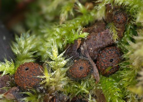 pakorienkovka čierna / ohnivec černý