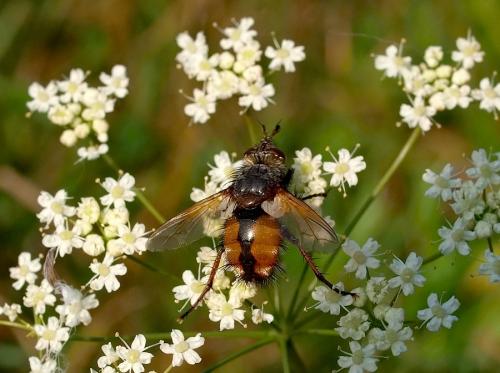 bystruša červenonohá
