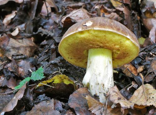 hríb jamkatý / hřib jamkatý
