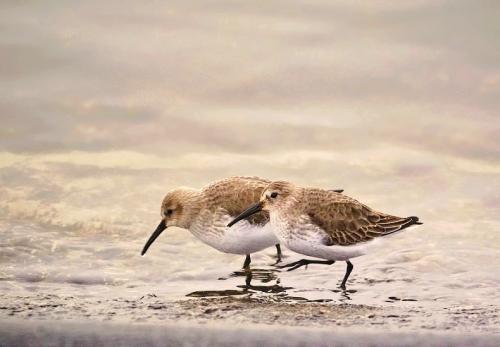 pobrežník obyčajný