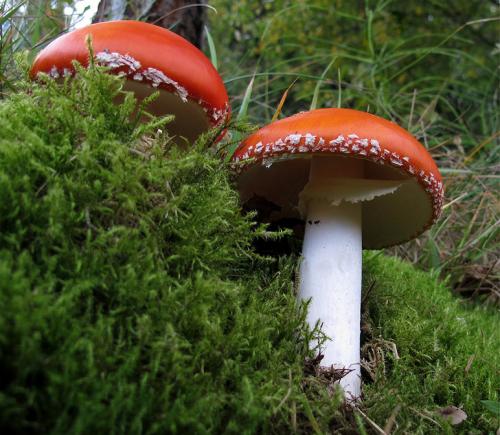 muchotrávka červená / muchomůrka červená