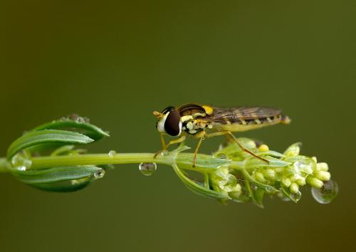 Sphaerophoria scripta
