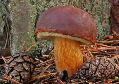 suchohríb hnedý / hřib hnědý