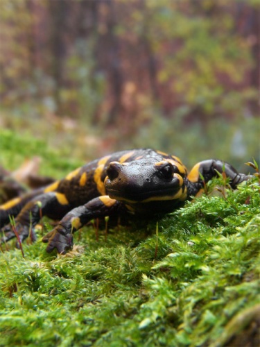 salamandra škvrnitá