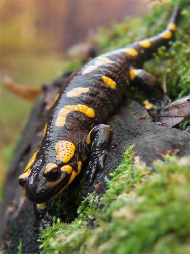 salamandra škvrnitá
